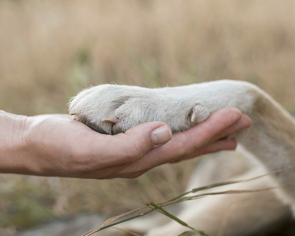 Les soins aux animaux par Unalome Chemin de vie